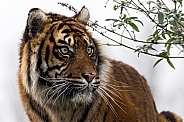 Sumatran Tiger Looking To The Side