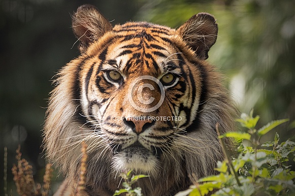Sumatran Tiger Close Up Face Long Grass