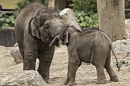 Asiatic Elephant Calves Playing Together