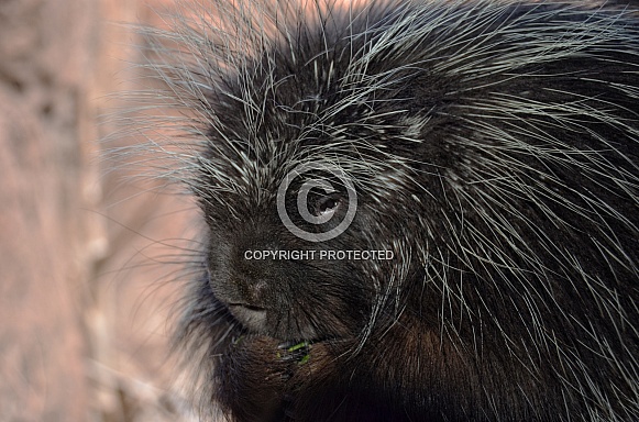 Porcupine Portrait