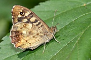 Speckled wood (butterfly) Pararge aegeria