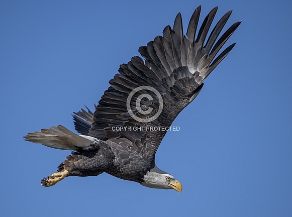 Adult bald eagle flying against the sky