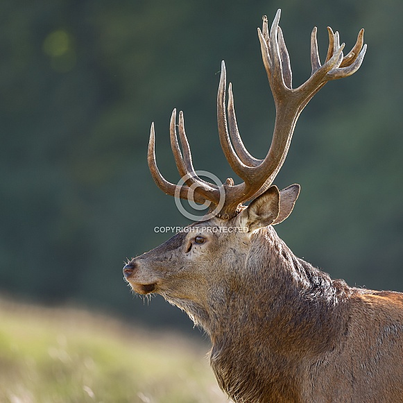Red Deer in nature