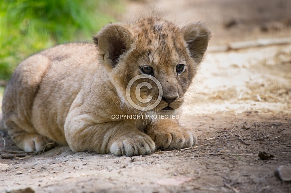 Lion Cub Resting
