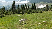 Mountain Goat,Oreamnos Americanus