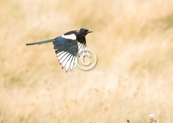 Common Magpie in Flight