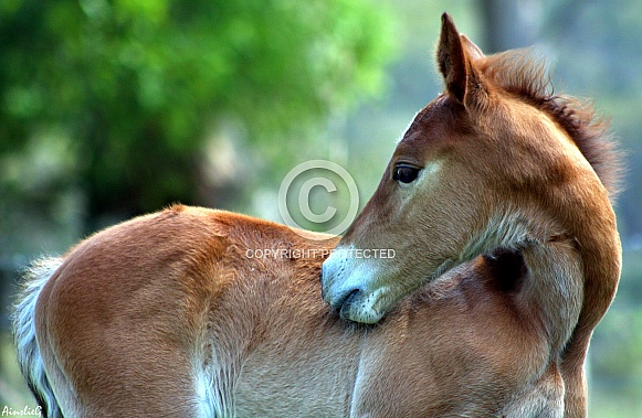 Australian Stock Horse Foal II