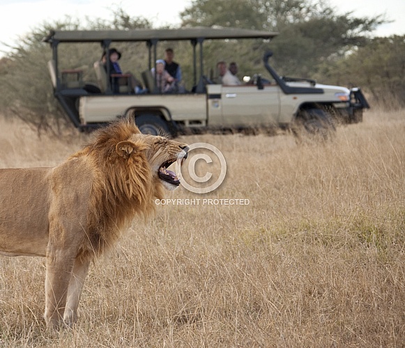 Tourists on Safari - Lion - Botswana