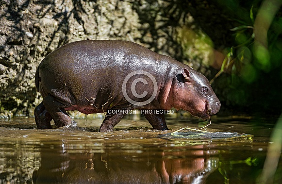 Pigmy Hippo