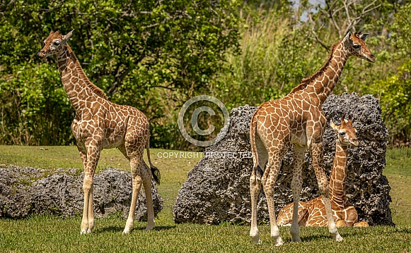 Three Baby Reticulated Giraffes