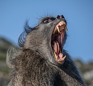 Chacma Baboon yawning