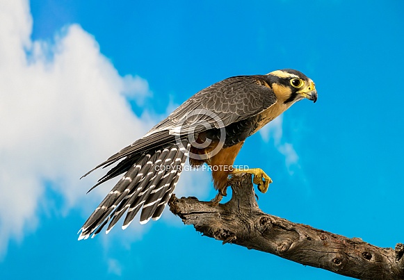 Aplomado Falcon on Branch