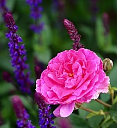Pink rose amongst purple