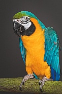 Macaw body shot