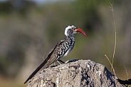 Redbilled Hornbill (Tockus erythrorhynchus)