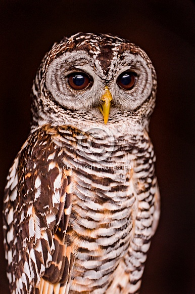 Chaco owl
