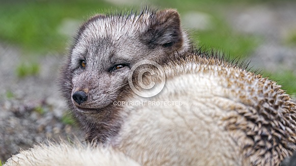 Arctic fox lying down in the grass