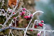 Winter berry,  European Holly