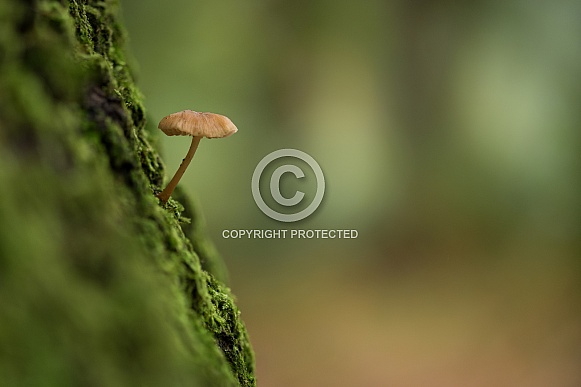 Wild Dutch mushroom