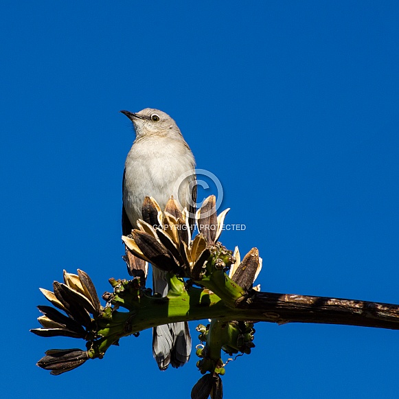 Northern Mockingbird in Agave Branches