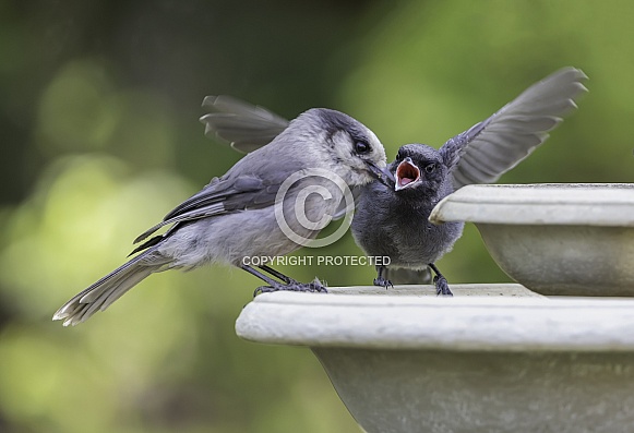 Begging Fledgling and Adult Gray Jay or Canada Jay