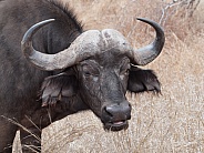 African (Cape)  Buffalo