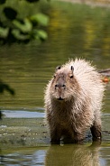 capybara standing in the water