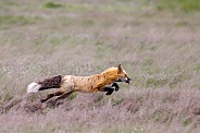 Red Fox--Can't Catch Me