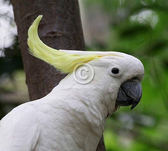 Cockatoo in a tree