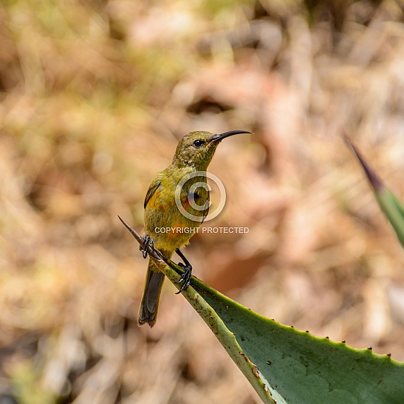 Juvenile Orange-breasted Sunbird