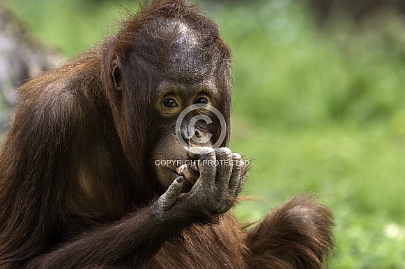 Bornean Orangutan Youngster Sitting Looking At Camera