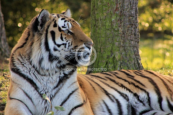 Amur tiger (Panthera tigris tigris)