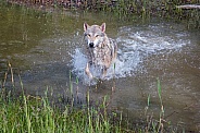 Tundra Wolf Splashing through Pond