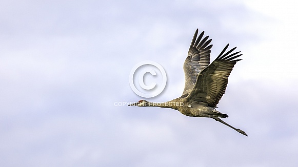 Lesser Sandhill Crane Flying in Alaska