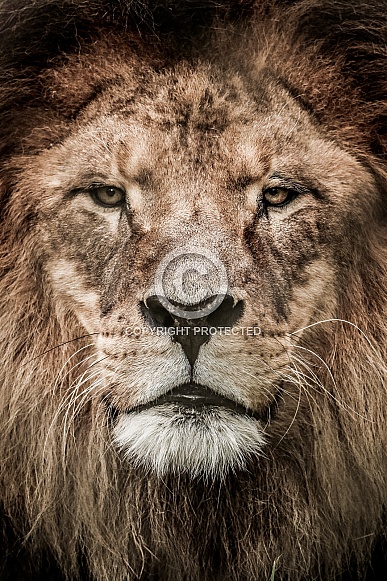 Tawny Lion Edit