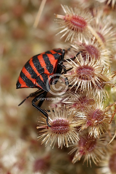 Close up of bright Italian striped bug sitting on plant