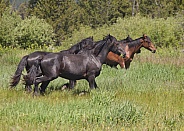 Horses Equus ferus caballus