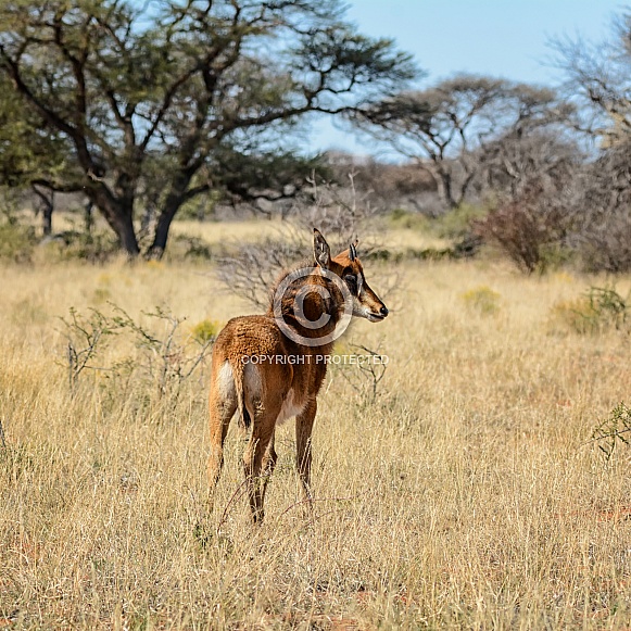 Juvenile Sable Antelope