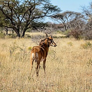 Juvenile Sable Antelope