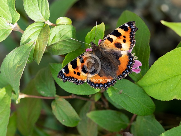 Small Tortoiseshell Butterfly (Aglais urticae)