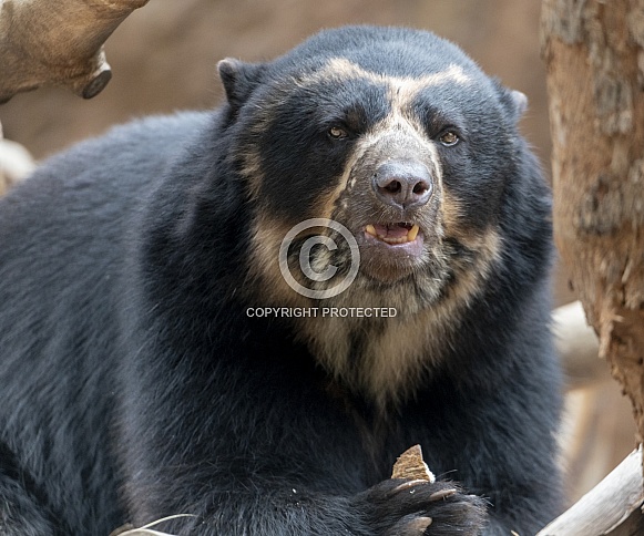 Andean bear with a coconut treat