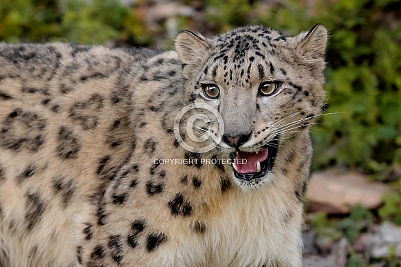 Snow Leopard-Too Close Snow Leopard