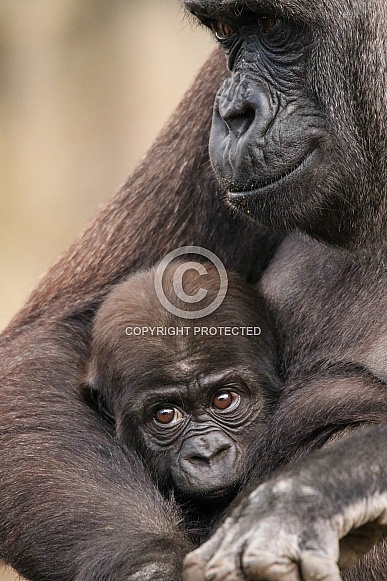 Mum and baby Western Lowland Gorillas