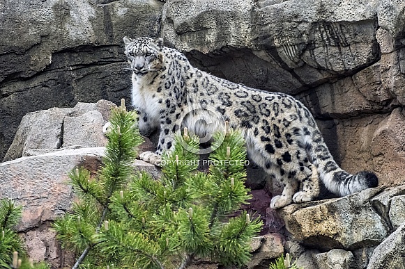 Snow Leopard (Male)