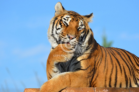 Grooming Tiger