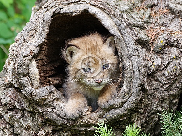 Siberian lynx kitten