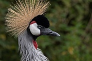 African Crowned Crane Side Profile
