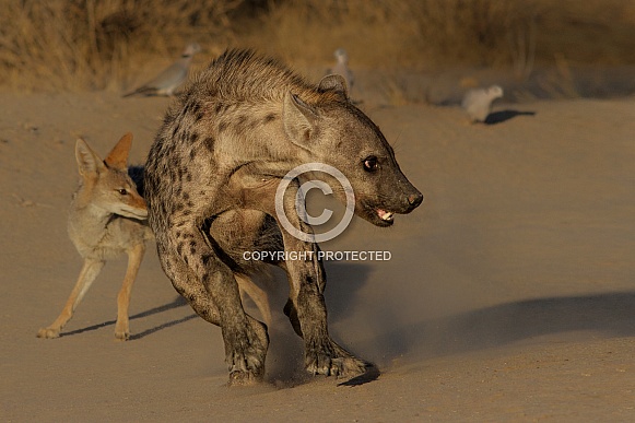 Skittish Hyena