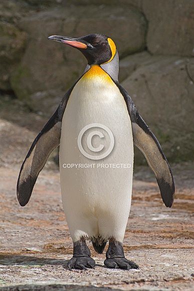 King Emperor Penguin