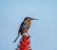 Female Cape Sugarbird